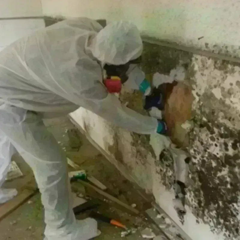 Mold Remediation and Removal in Sykesville, MD